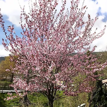 Der Torwirt Pensjonat 3*